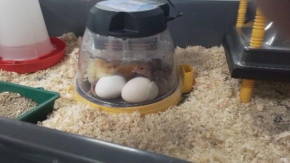 Chicks and Ducks 2