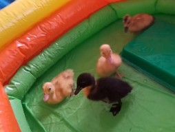 Chicks and ducks 3
