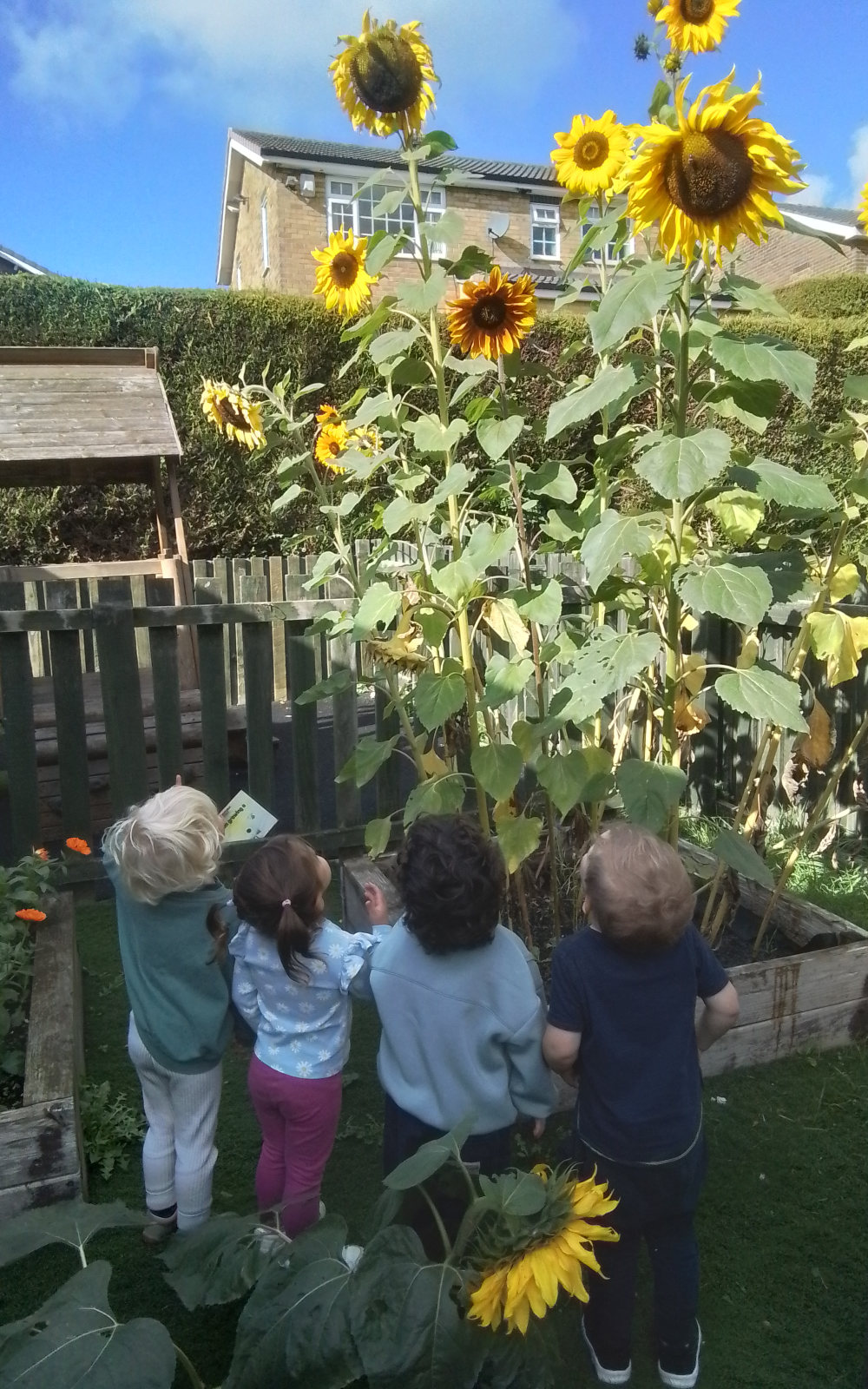 Sunflowers SF-2026